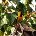 Yellow-tailed Oriole, Gamboa