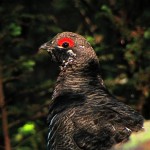 Spruce Grouse (finally!), northeast Maine