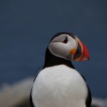 Atlantic Puffin