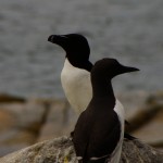 Razorbill & Common Murre, Machias Seal Is.