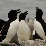 Razorbills telling jokes