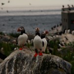 Island Life, Machias Seal Island, Maine