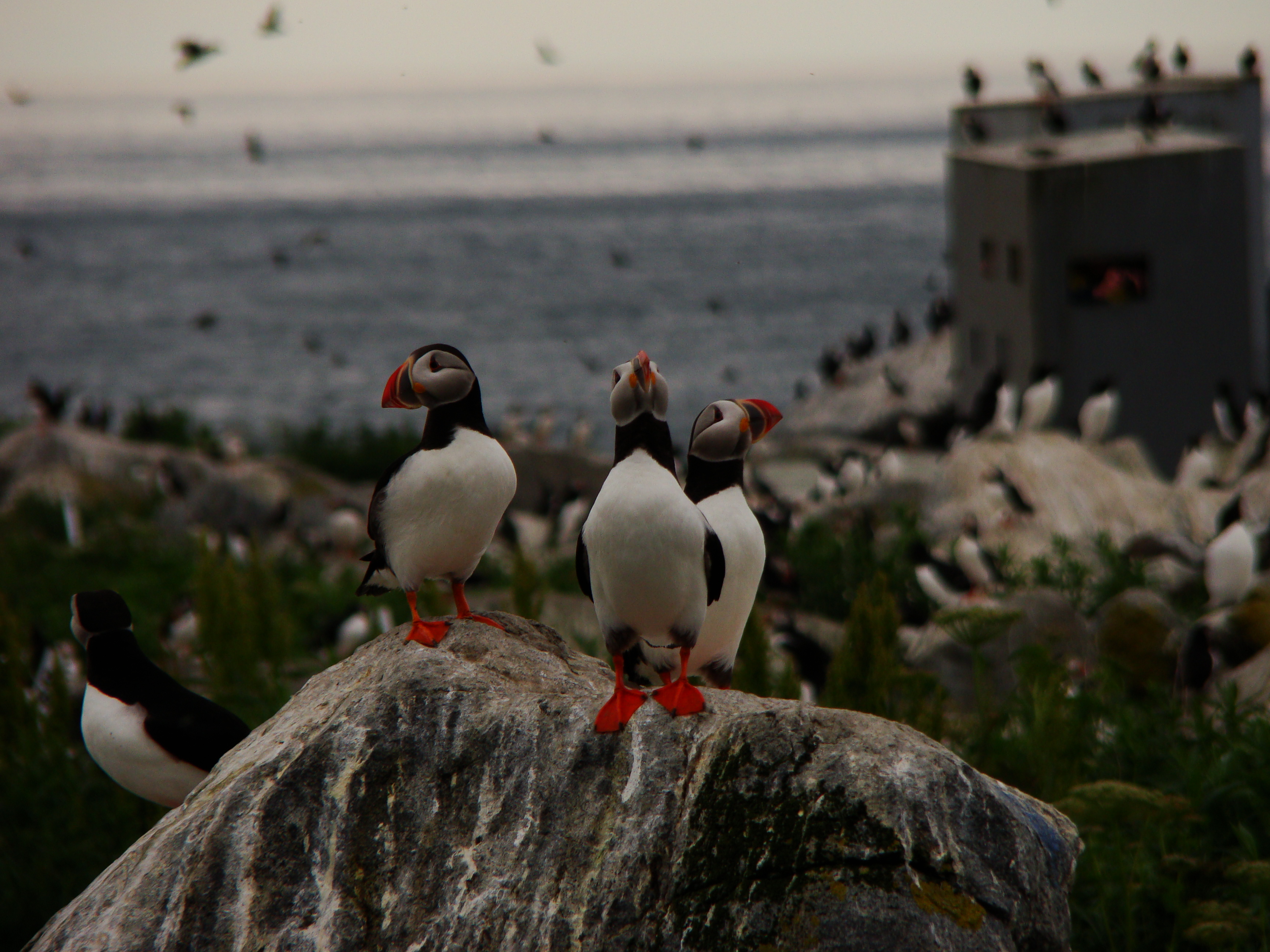 The Elusive Puffin - Lisa-Marie's Made in Maine