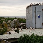 Our blind on Machias Seal Island