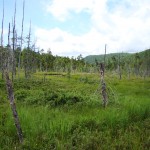 Ferd's Bog, Adirondack Mts., New York