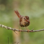 Lincoln's Sparrow at Ferd's Bog