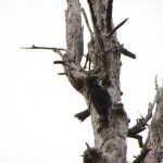 Black-backed Woodpecker, Ferd's Bog
