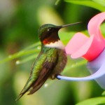 Ruby-throated Hummingbird, Vermont