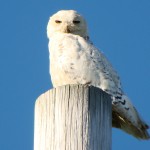 Snowy Owl (in summer!), northern New York