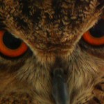 Eagle Owl, Cornell University Hawk Barn