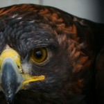 Golden Eagle, Cornell University Hawk Barn