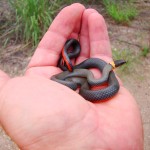 Ring-necked Snake, San Pedro River