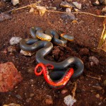 Ring-necked Snake, Patagonia