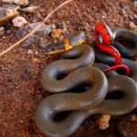 Ring-necked Snake, Patagonia