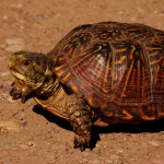 Ornate Box Turtle, Patagonia