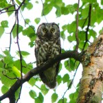 Boreal Owl, Eagle River