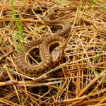 Terrestrial Gartersnake, Luna Lake