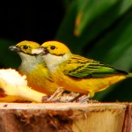 Silver-throated Tanagers