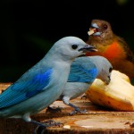 Blue-gray and Cherrie's Tanagers