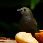 Palm Tanager