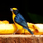 Thick-billed Euphonia, Nueva Suiza