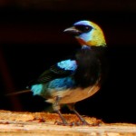 Golden-hooded Tanager, Nueva Suiza