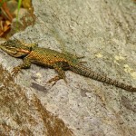 Yarrow's Spiny Lizard, Huachuca Mts.