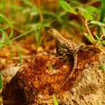 Elegant Earless Lizard, Patagonia Lake