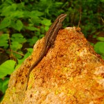 Southwestern Fence Lizard