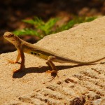 Greater Earless Lizard? Patagonia Lake