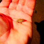 Red-spotted Toad, Bufo punctatus