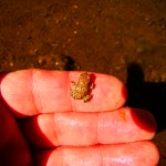 Red-spotted Toad, Bufo punctatus