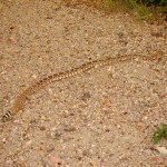 Western Diamond-backed Rattlesnake