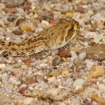 Western Diamond-backed Rattlesnake