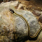 Black-necked Garter Snake, Temporal Gulch