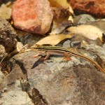 Desert-grassland Whiptail, Temporal Gulch