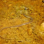 Black-necked Garter Snake, Harshaw Road