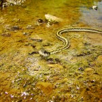 Black-necked Garter Snake, Harshaw Road