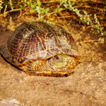 Ornate Box Turtle, Patagonia