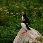 Atlantic Puffins, Machias Seal Island, ME