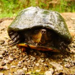Sonora Mud Turtle, Temporal Gulch