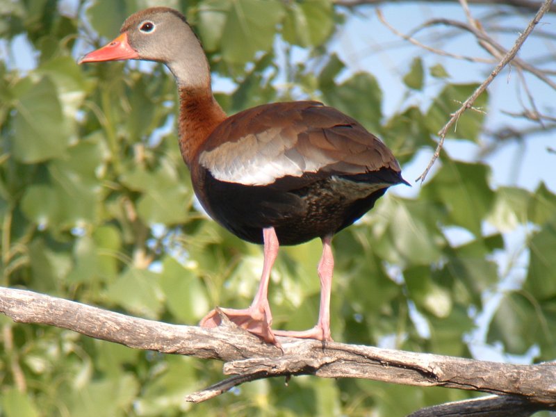 Black-bellied Whistling-Duck