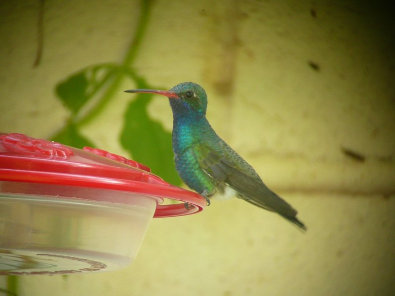 Broad-billed Hummimgbird