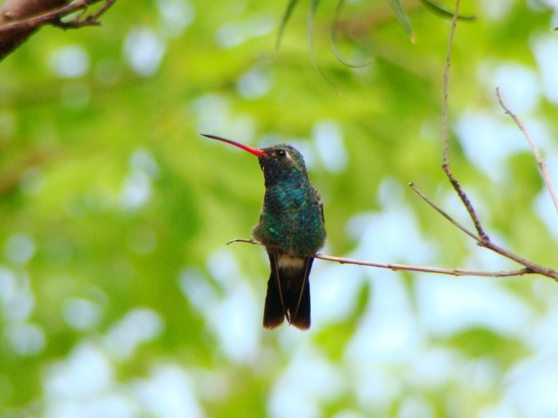 Broad-billed Hummingbird