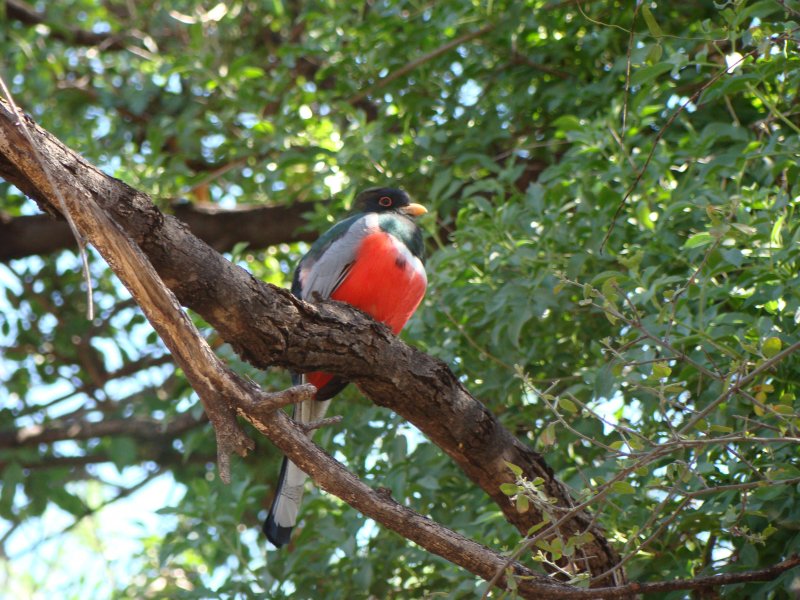 Elegant Trogon