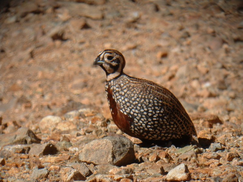 Montezuma Quail