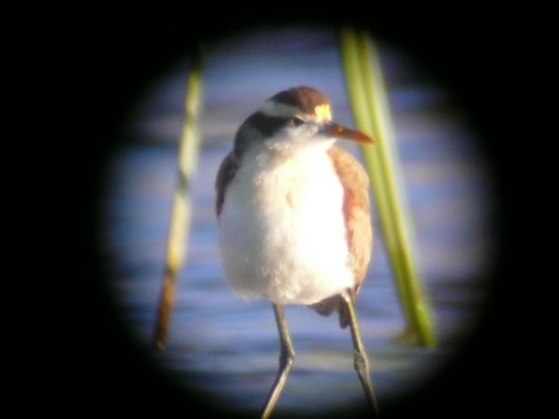 Northern Jacana