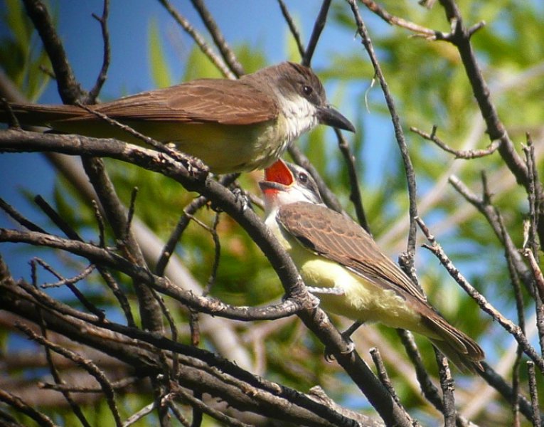 Thick-billed Kingbirds