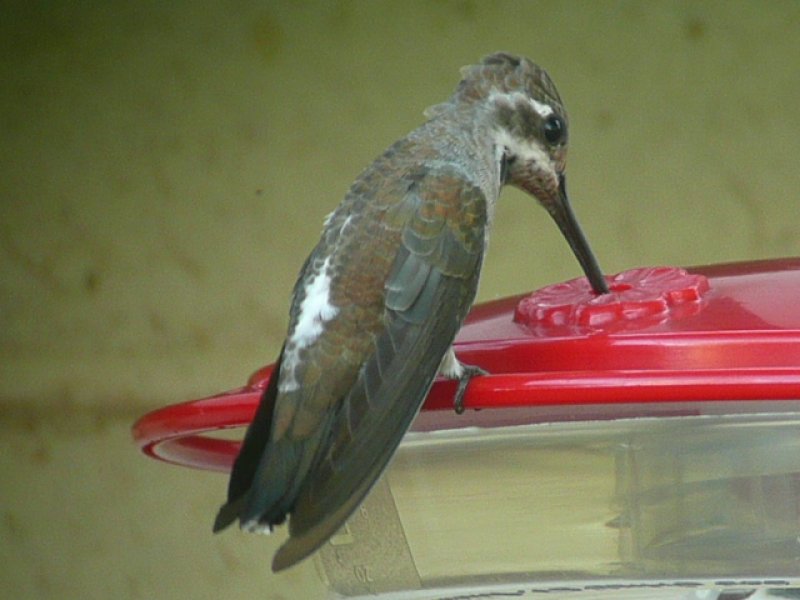 Plain-capped Starthroat