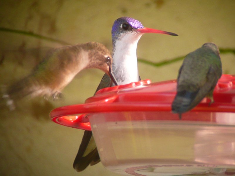 Violet-crowned Hummingbird